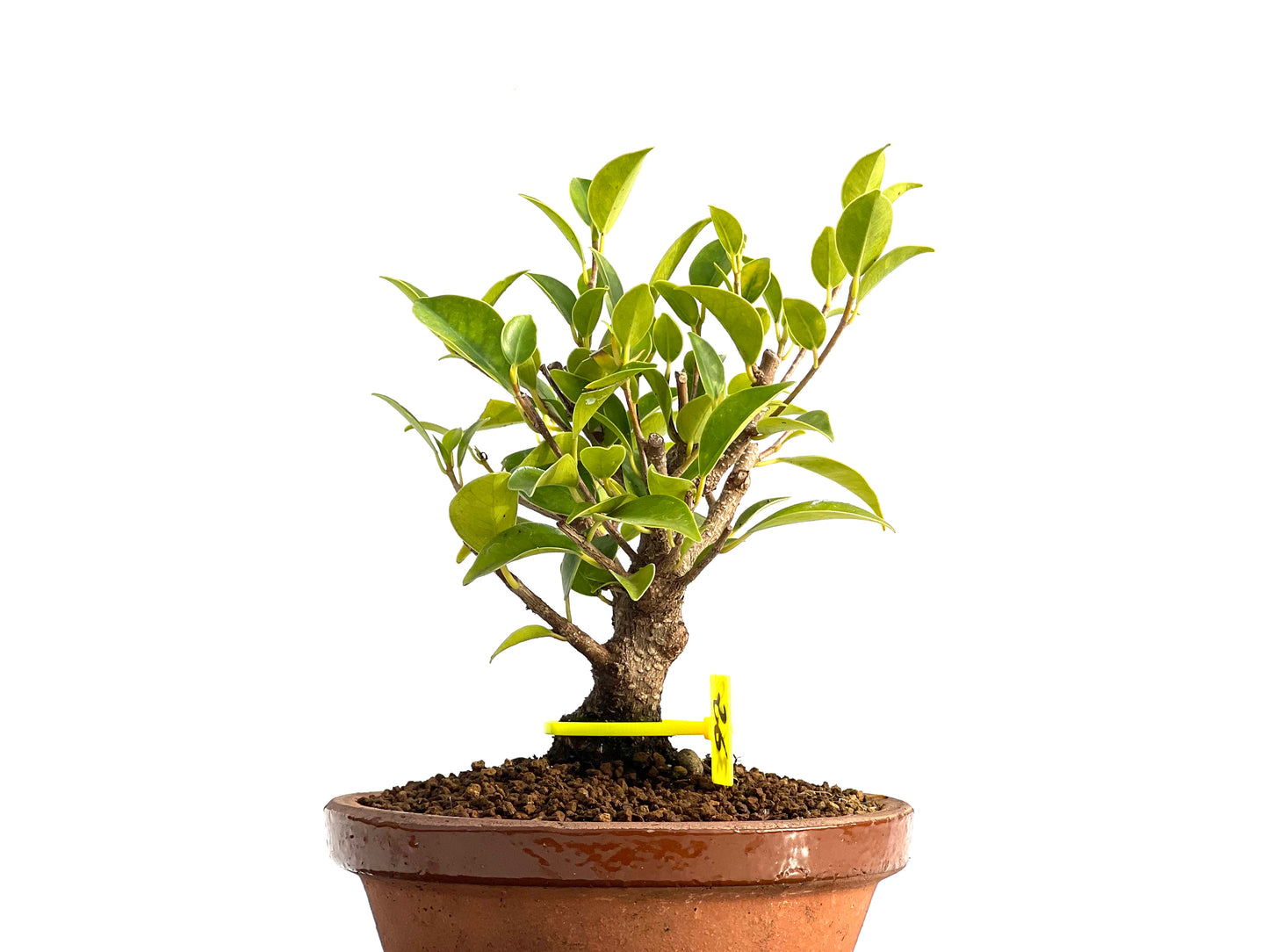 Ficus Tiger Bark 3650