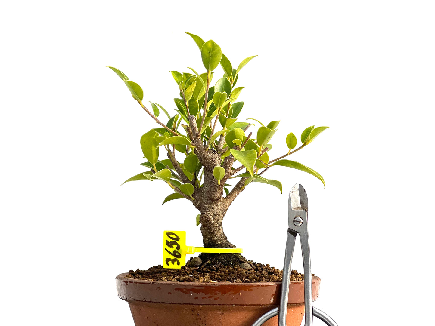 Ficus Tiger Bark 3650