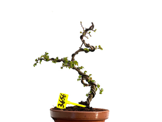 Ulmus Parvifolia 3656