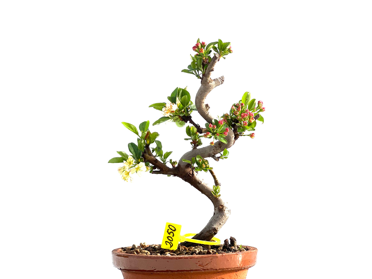 Malus Sieboldii 2050