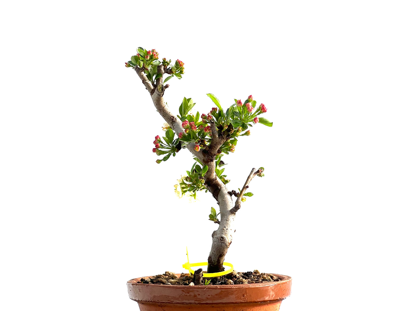 Malus Sieboldii 2050