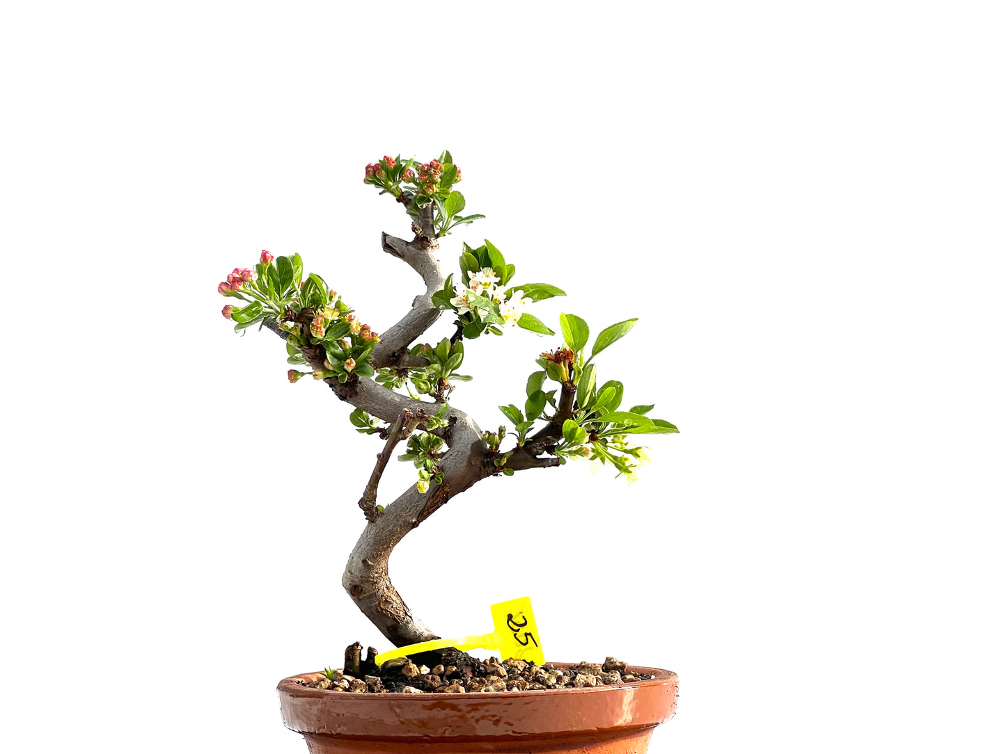 Malus Sieboldii 2050