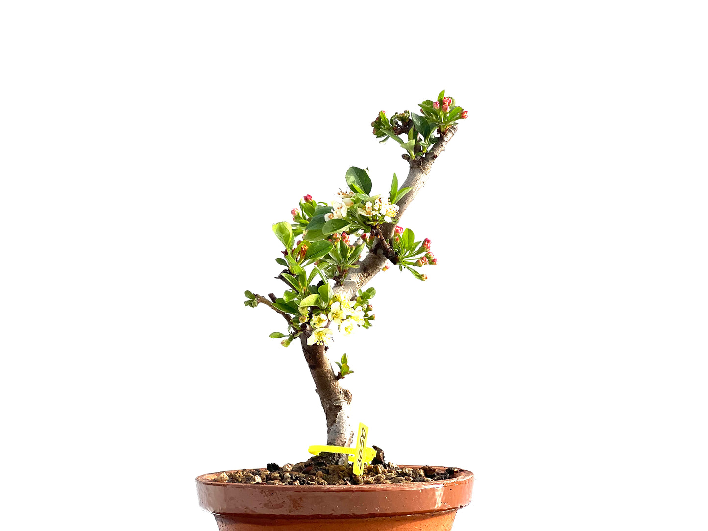 Malus Sieboldii 2050