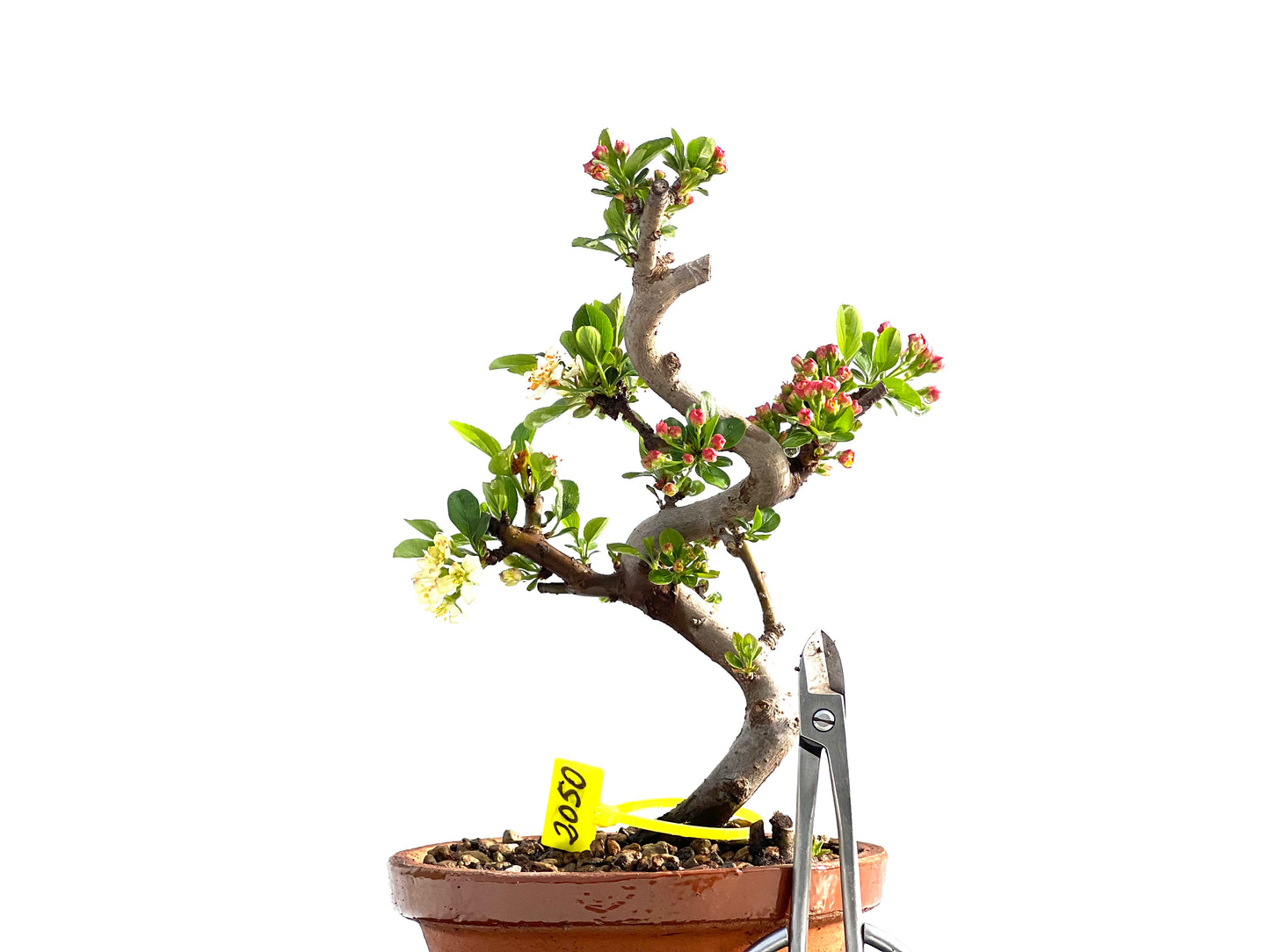 Malus Sieboldii 2050