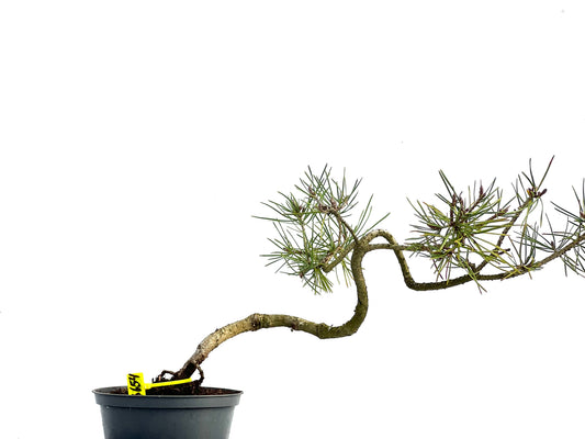 Pinus Sylvestris 3654