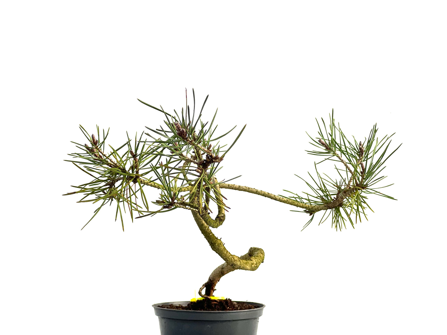 Pinus Sylvestris 3654