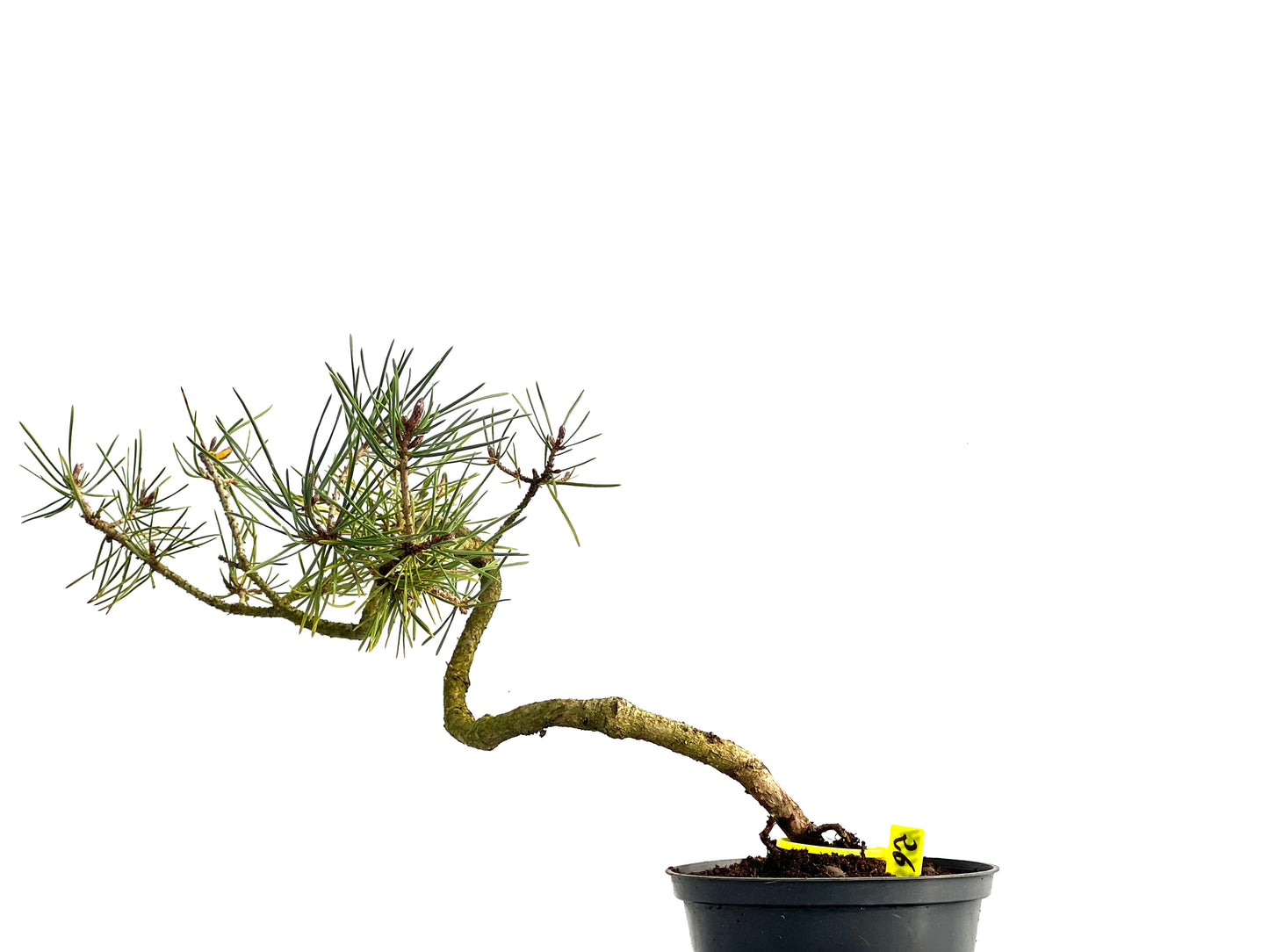 Pinus Sylvestris 3654