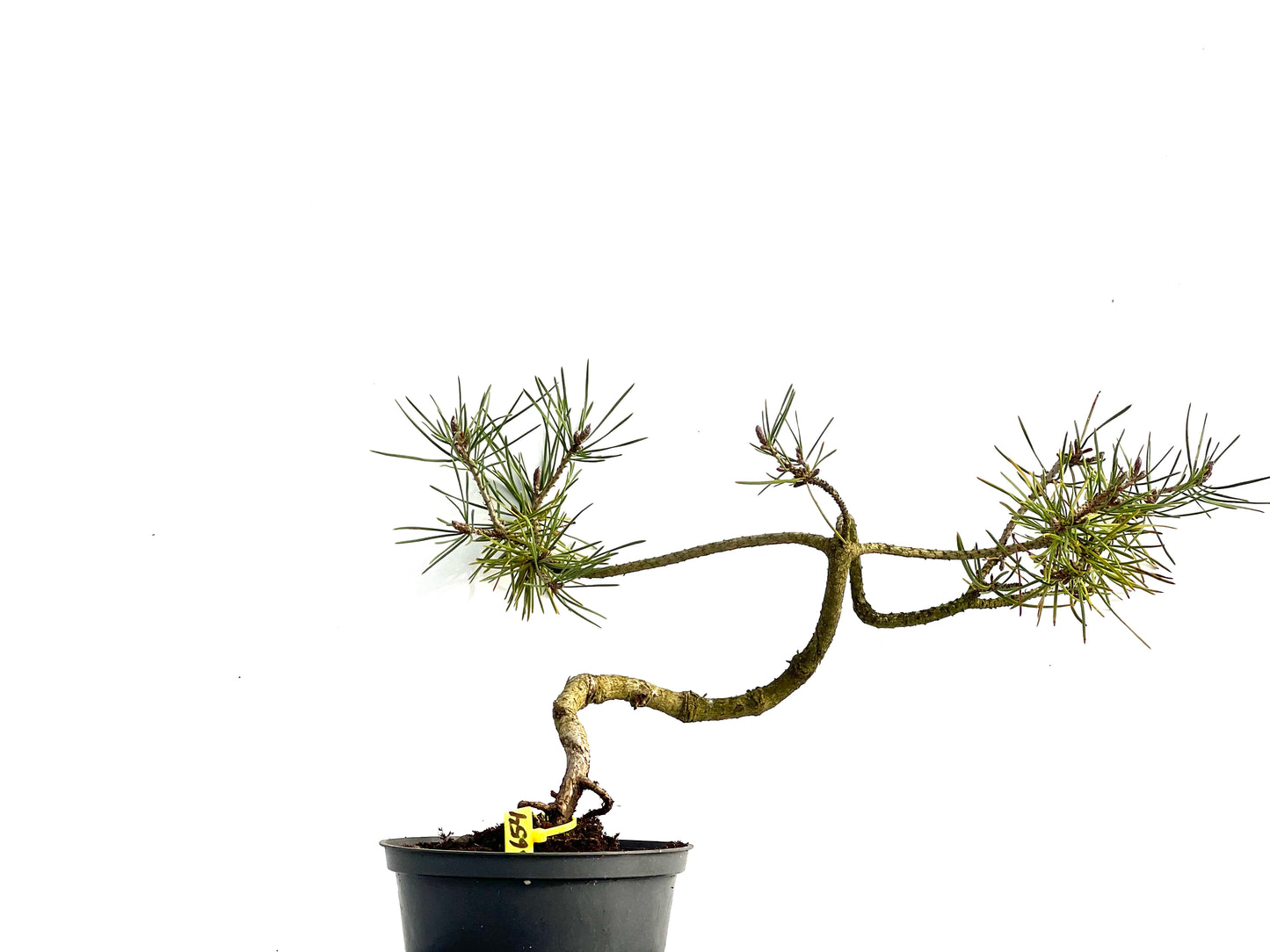 Pinus Sylvestris 3654