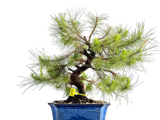 Pinus Halepensis 2053