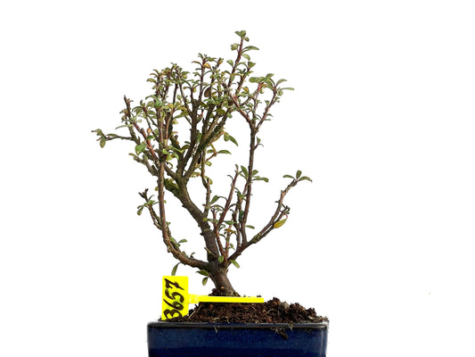 Cotoneaster Microphylla 3657