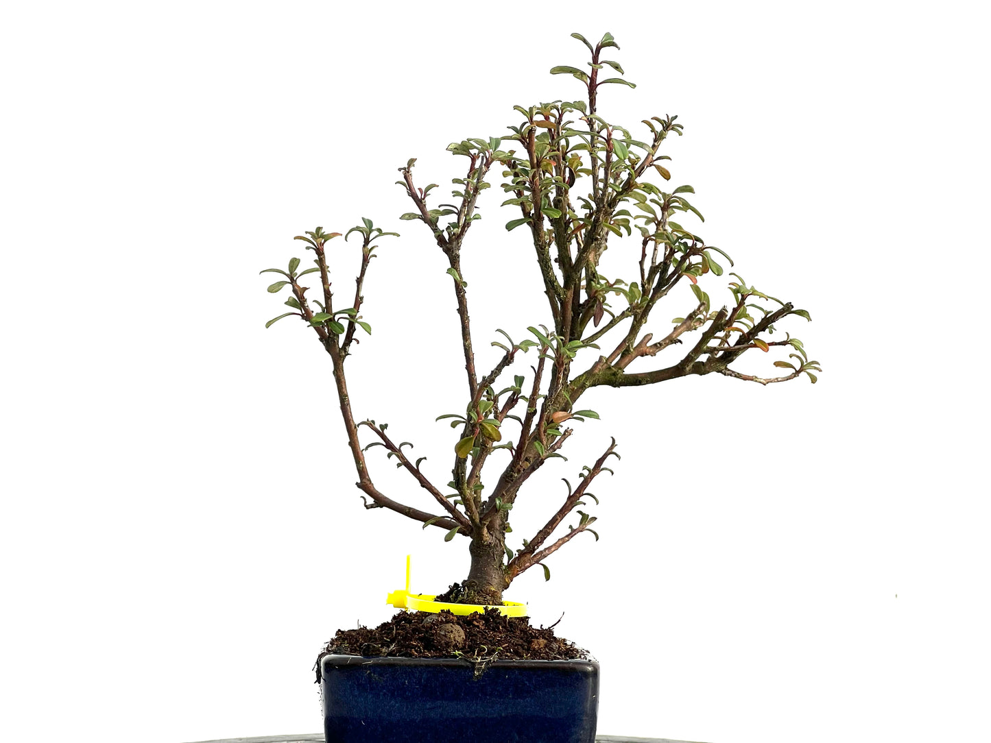 Cotoneaster Microphylla 3657
