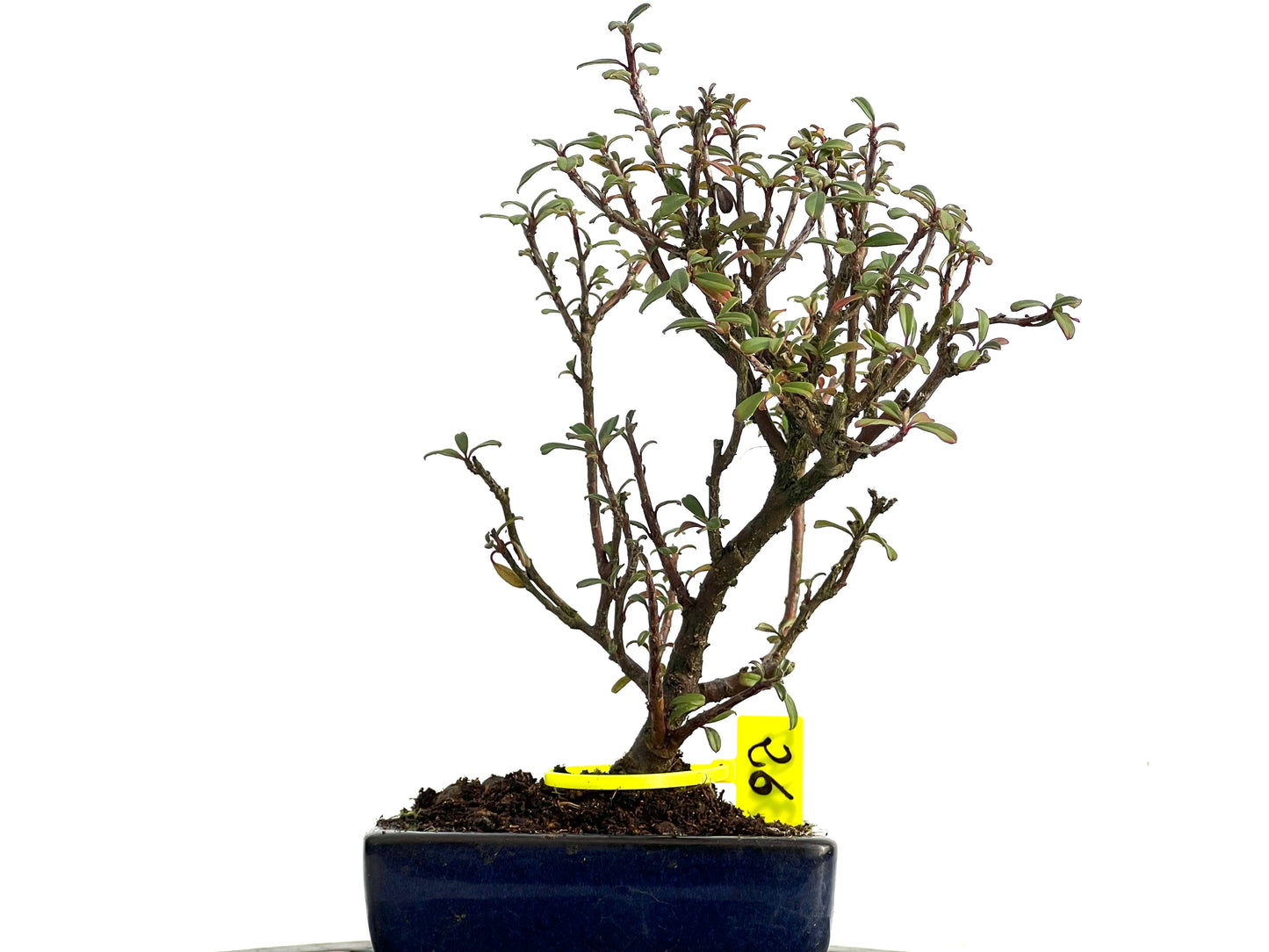 Cotoneaster Microphylla 3657