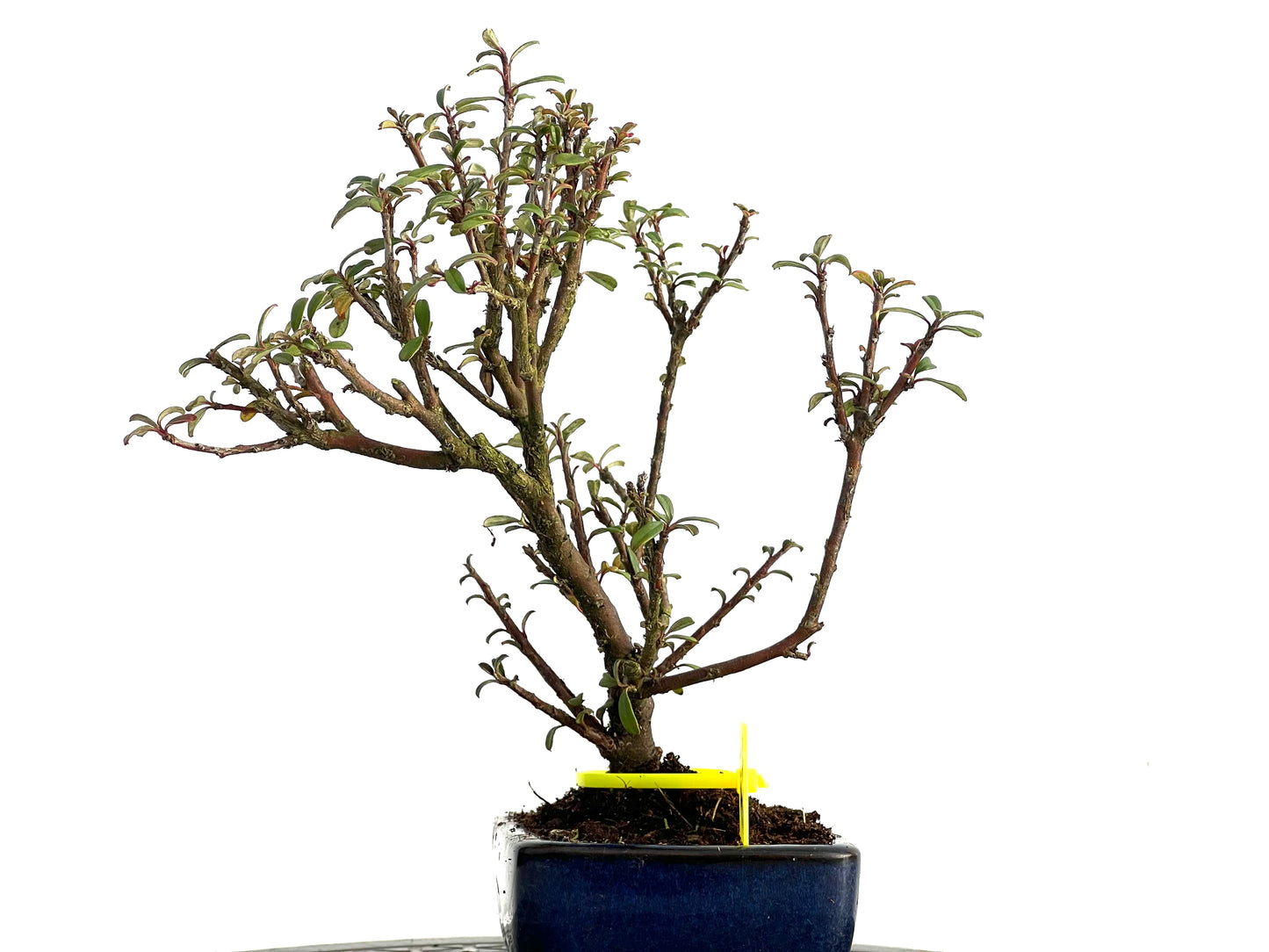 Cotoneaster Microphylla 3657