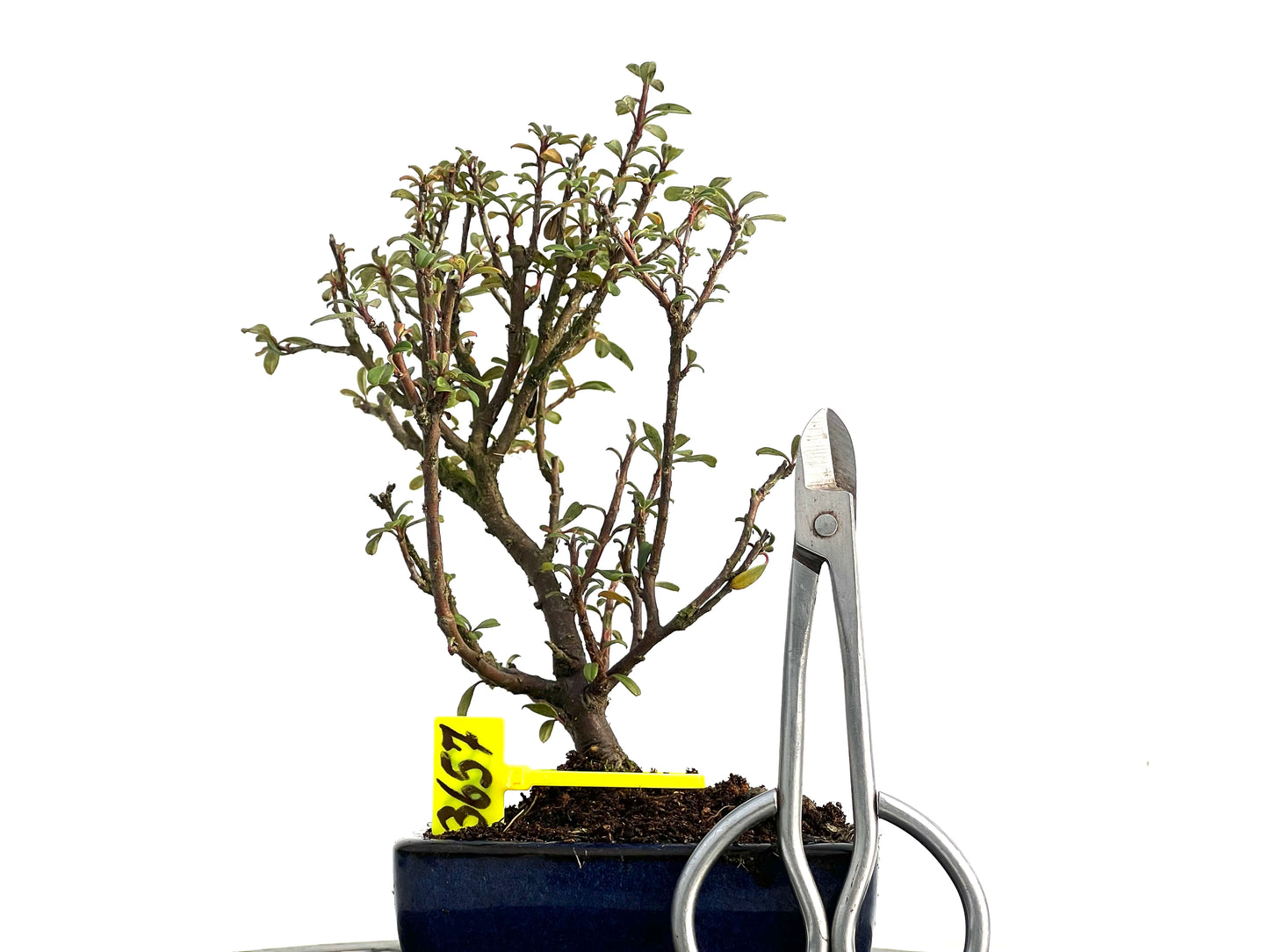 Cotoneaster Microphylla 3657