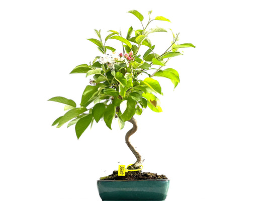 Malus Everest 2056