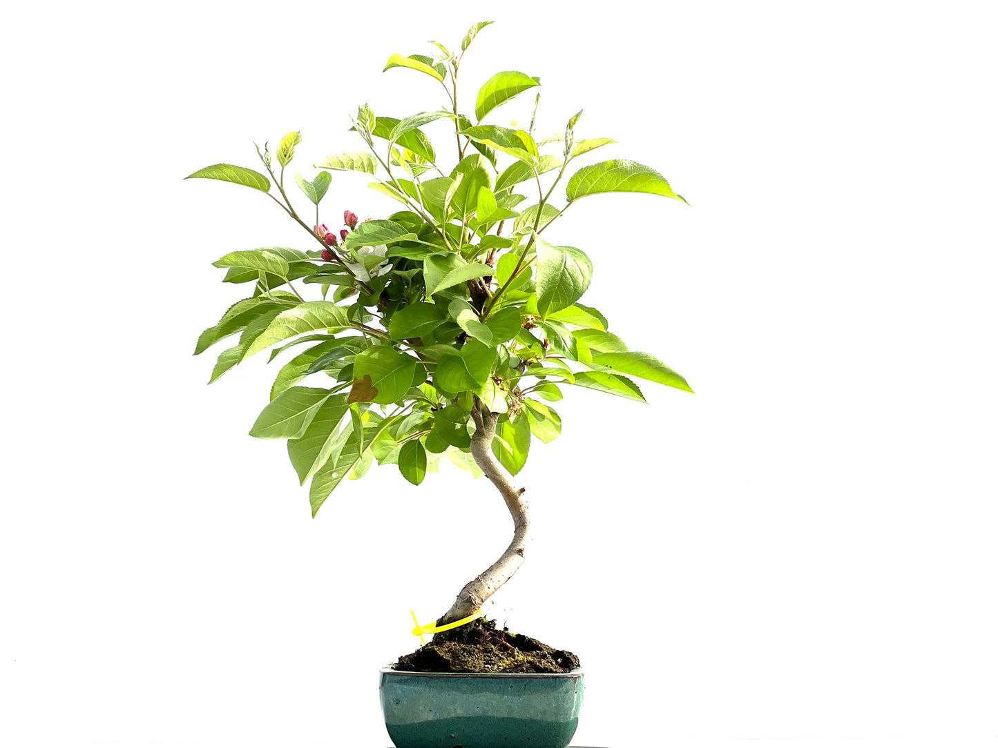 Malus Everest 2056