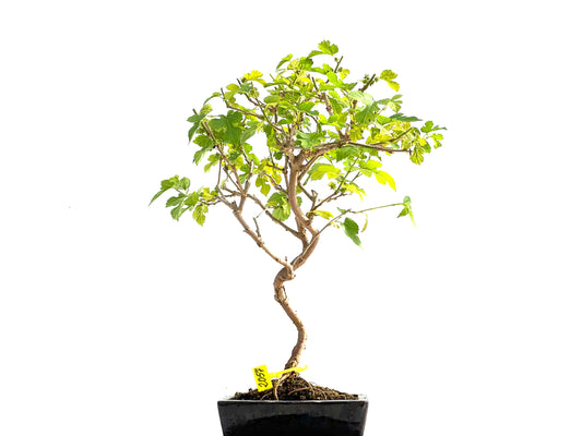 Morus Alba 2057