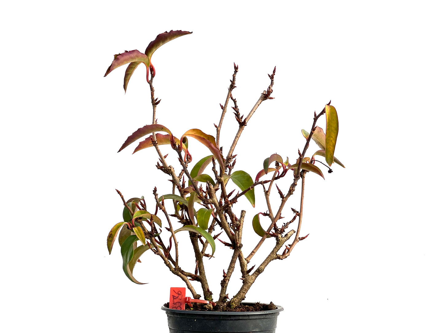 Kadsura Japonica 3576