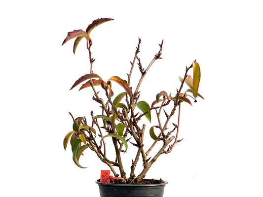 Kadsura Japonica 3576