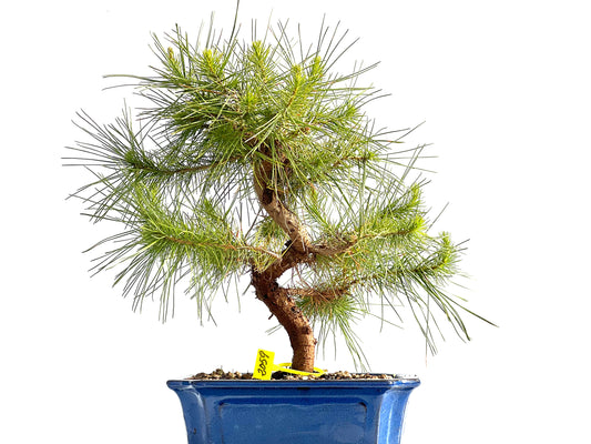 Pinus Halepensis 2059