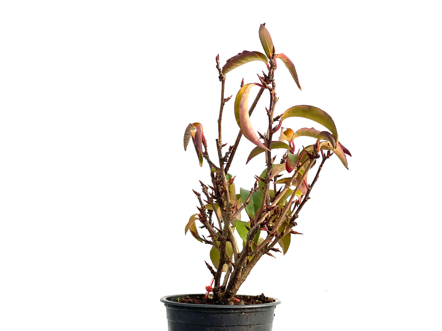 Kadsura Japonica 3576