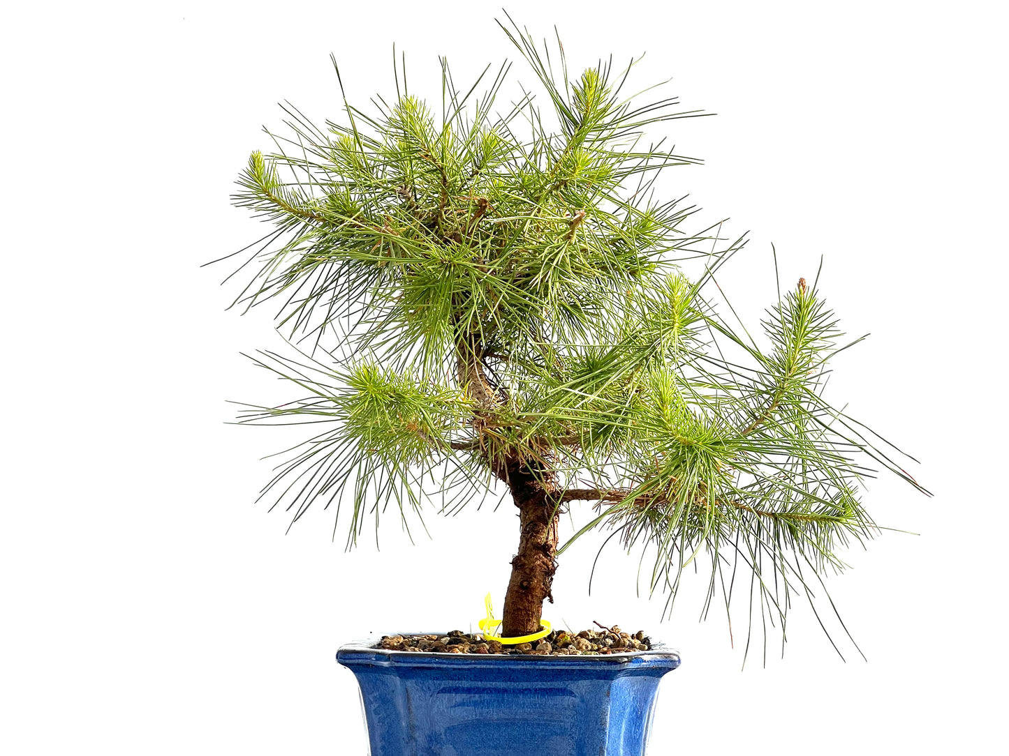 Pinus Halepensis 2059