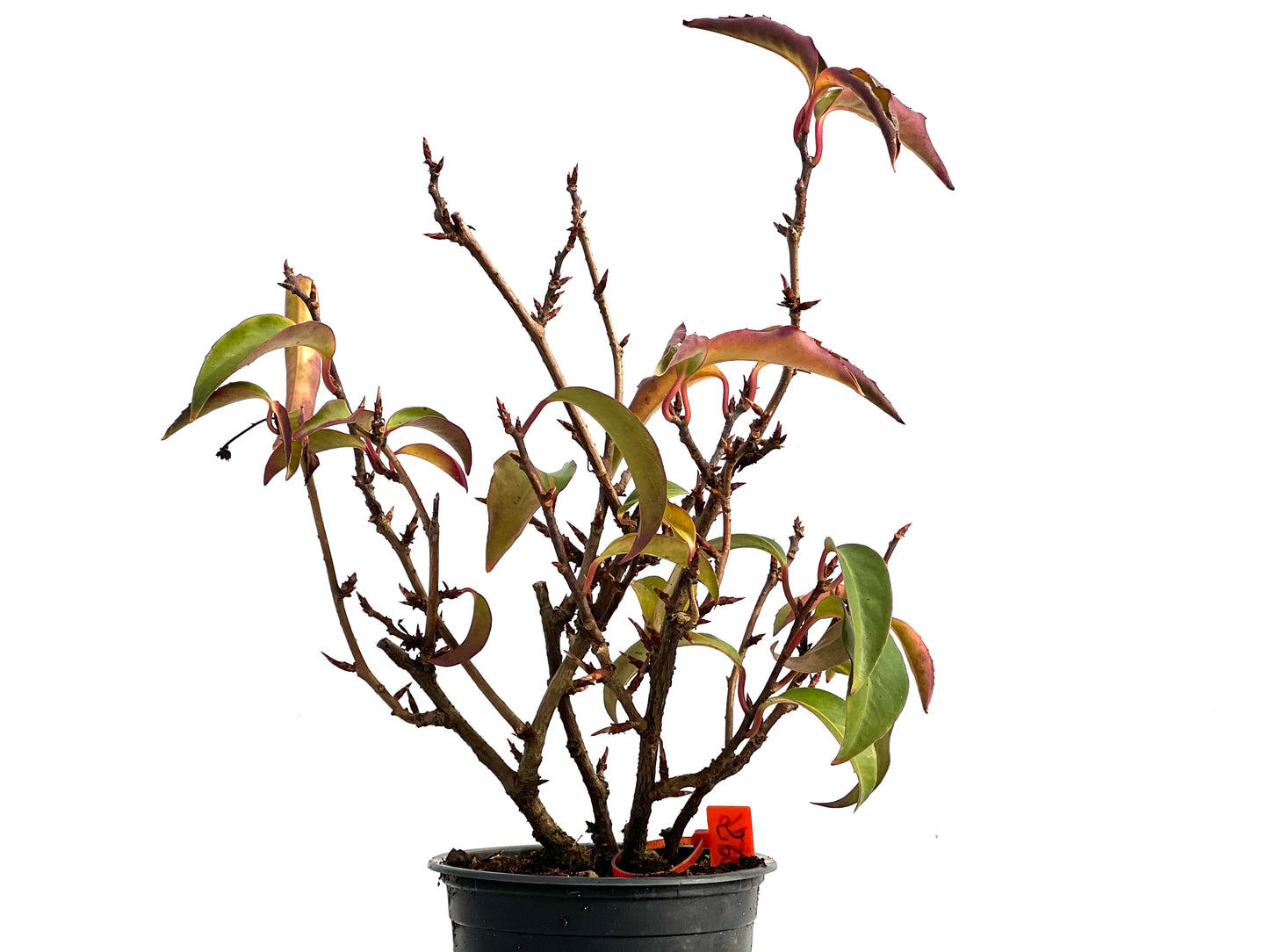 Kadsura Japonica 3576
