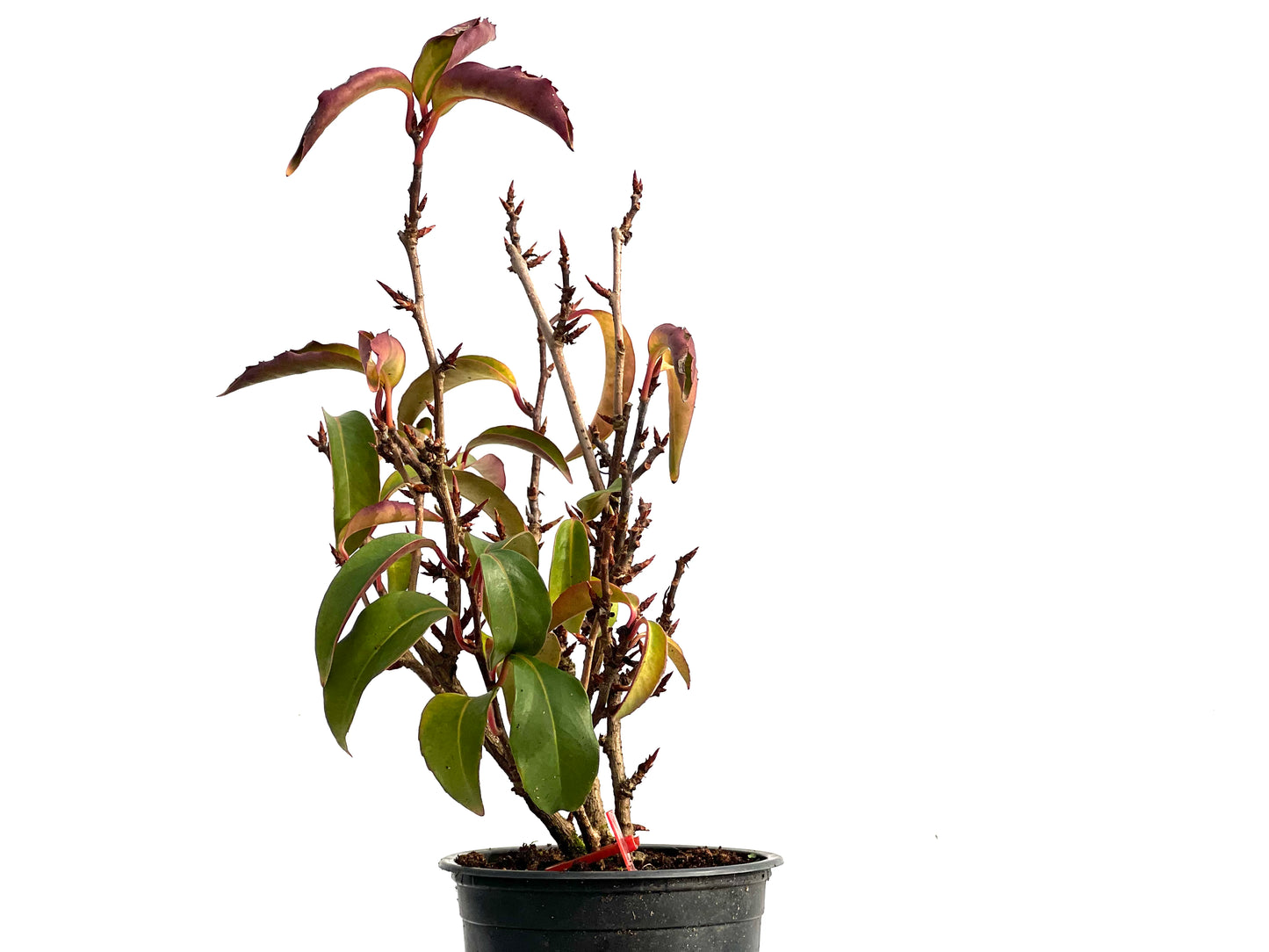 Kadsura Japonica 3576
