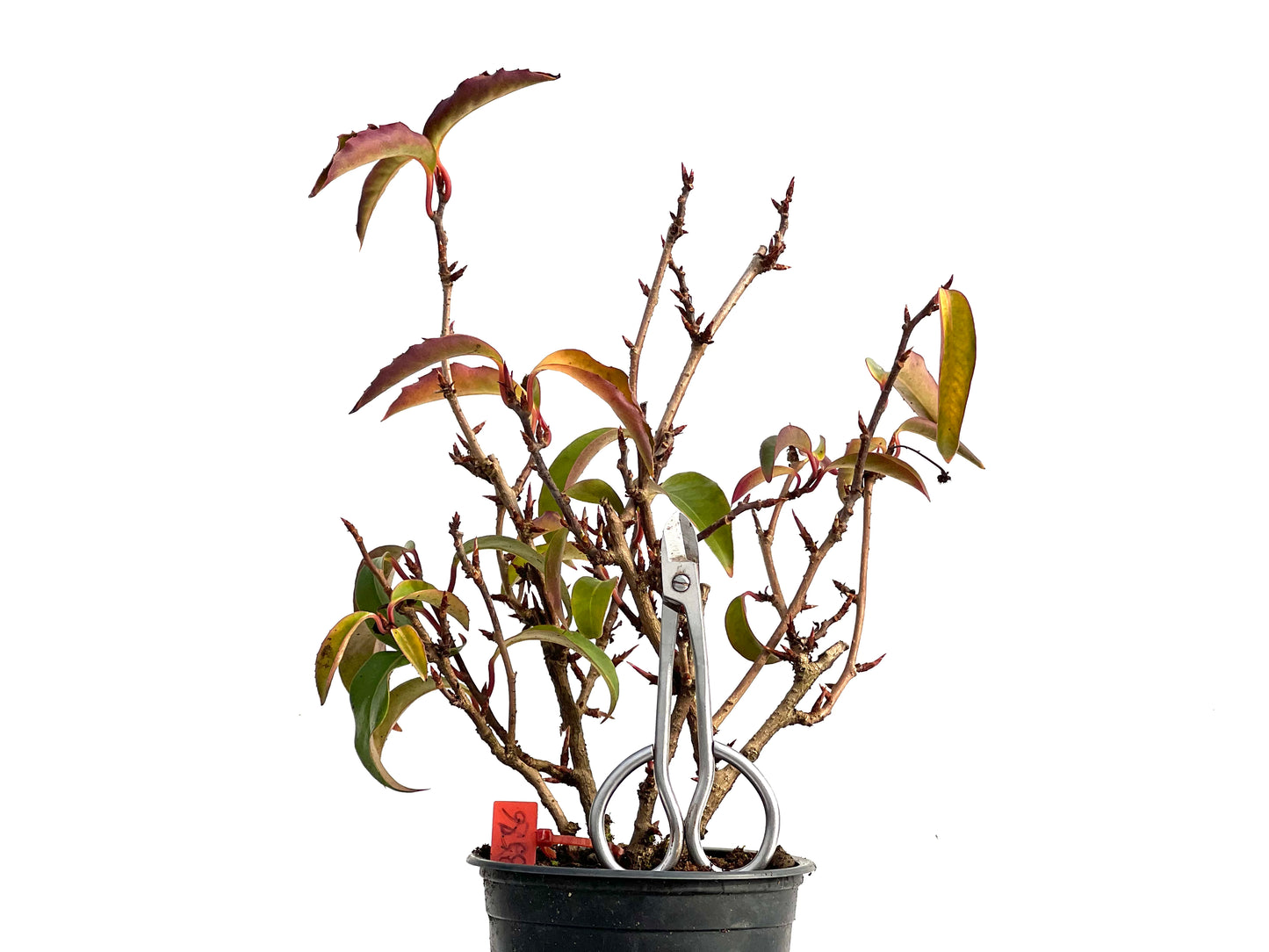Kadsura Japonica 3576