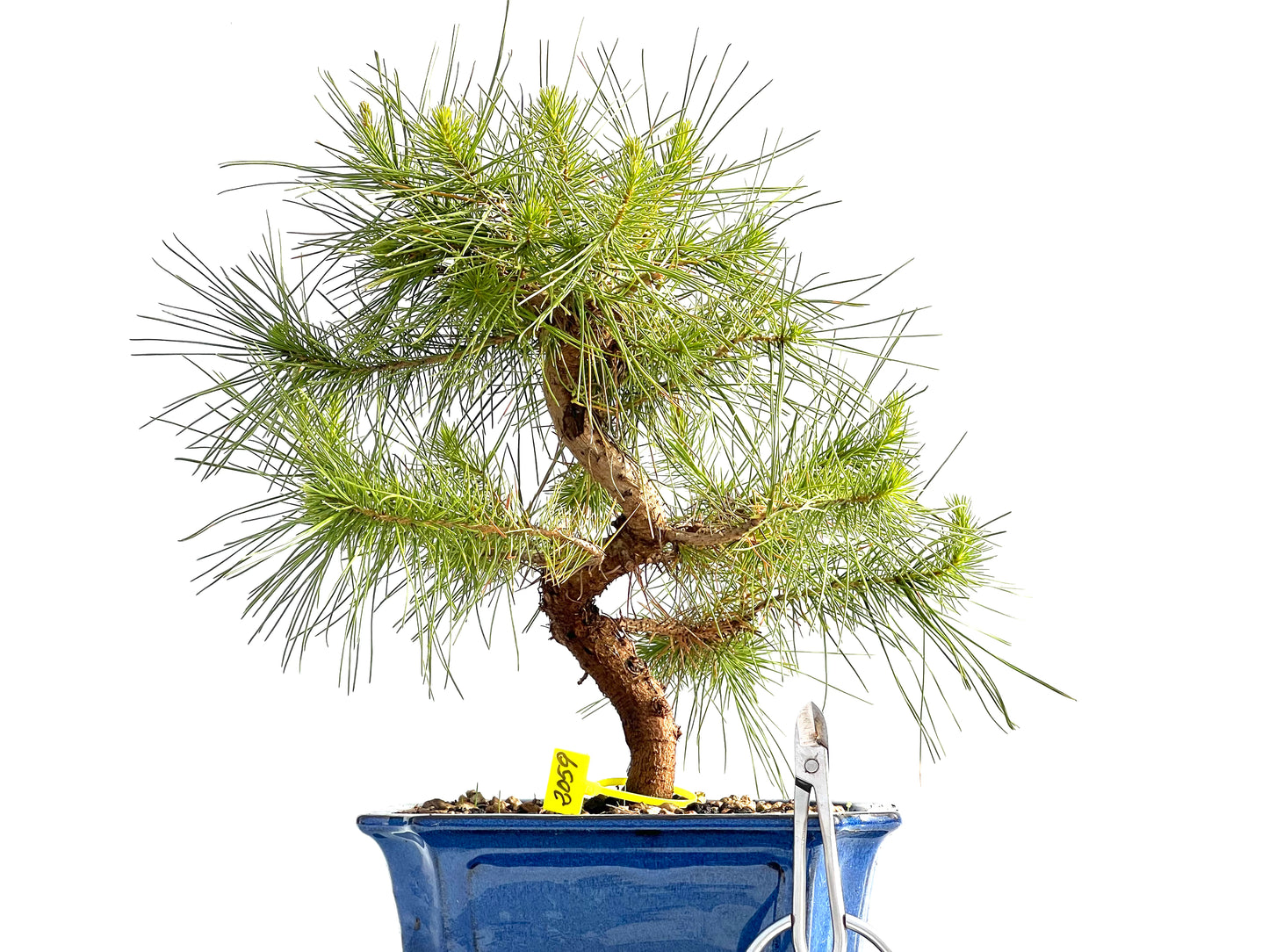 Pinus Halepensis 2059