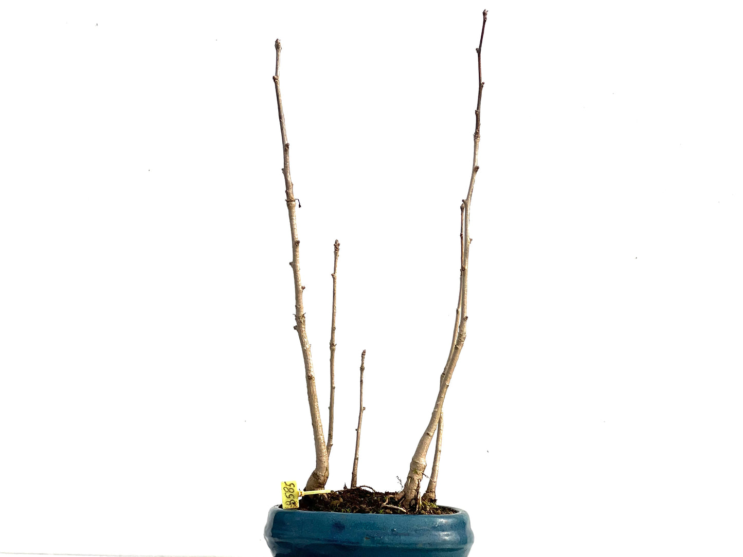 Bosque Ginkgo Biloba 3585