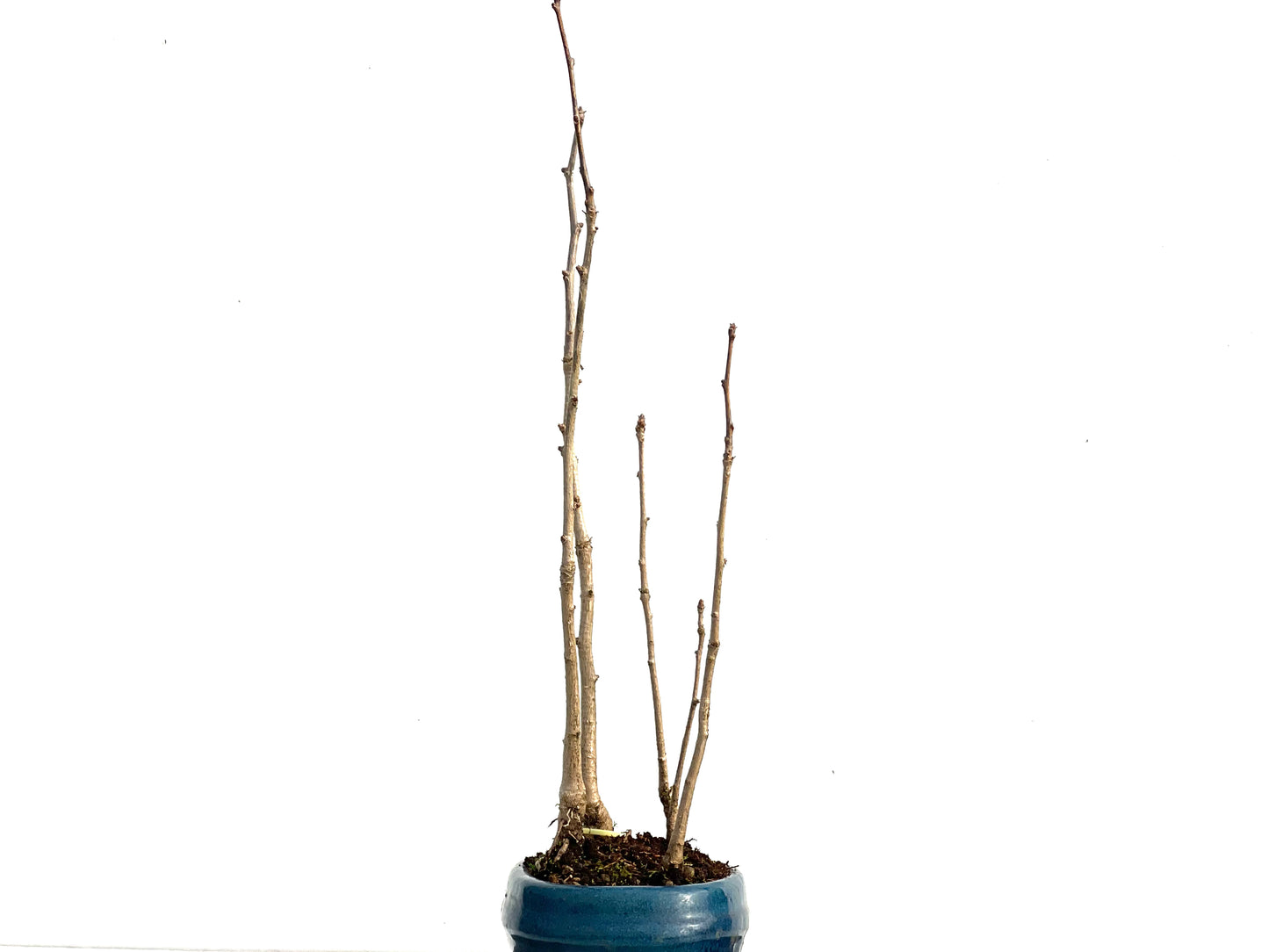 Bosque Ginkgo Biloba 3585