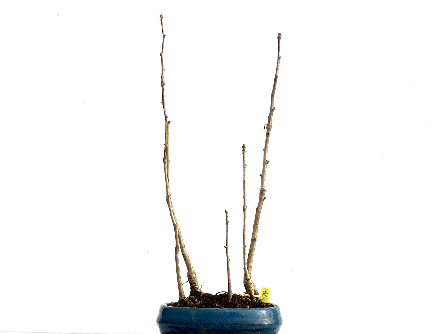 Bosque Ginkgo Biloba 3585