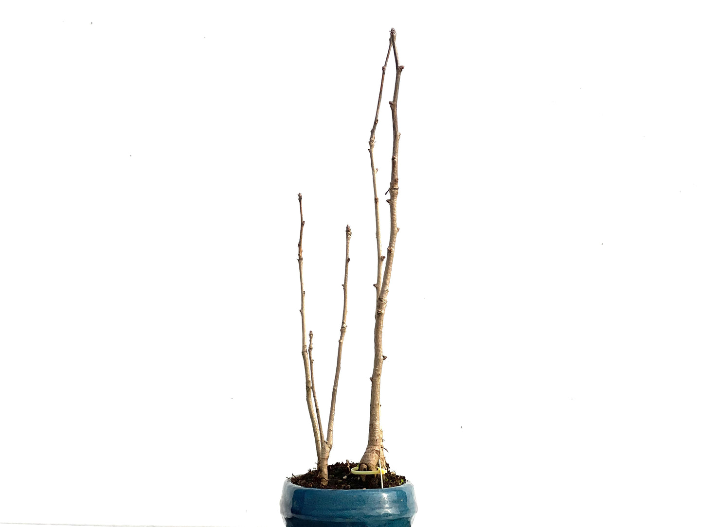Bosque Ginkgo Biloba 3585