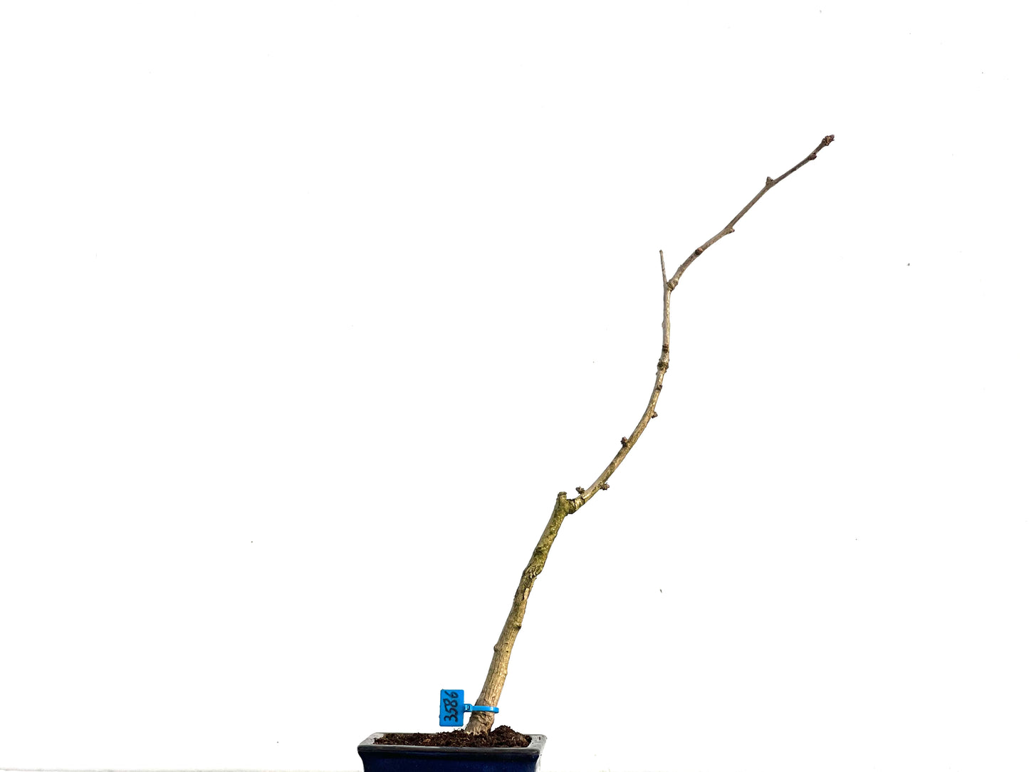 Ginkgo Biloba 3586