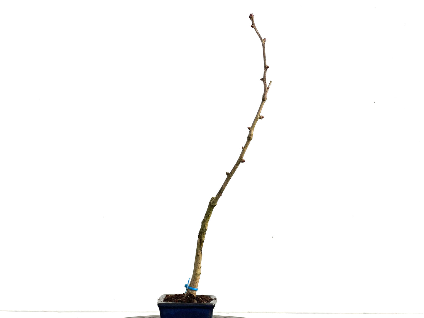 Ginkgo Biloba 3586