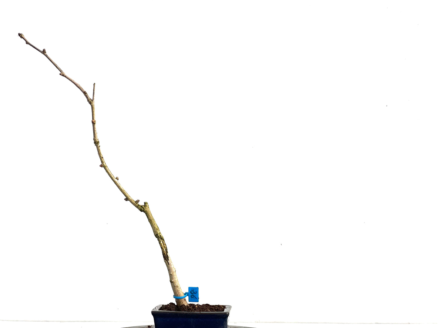 Ginkgo Biloba 3586