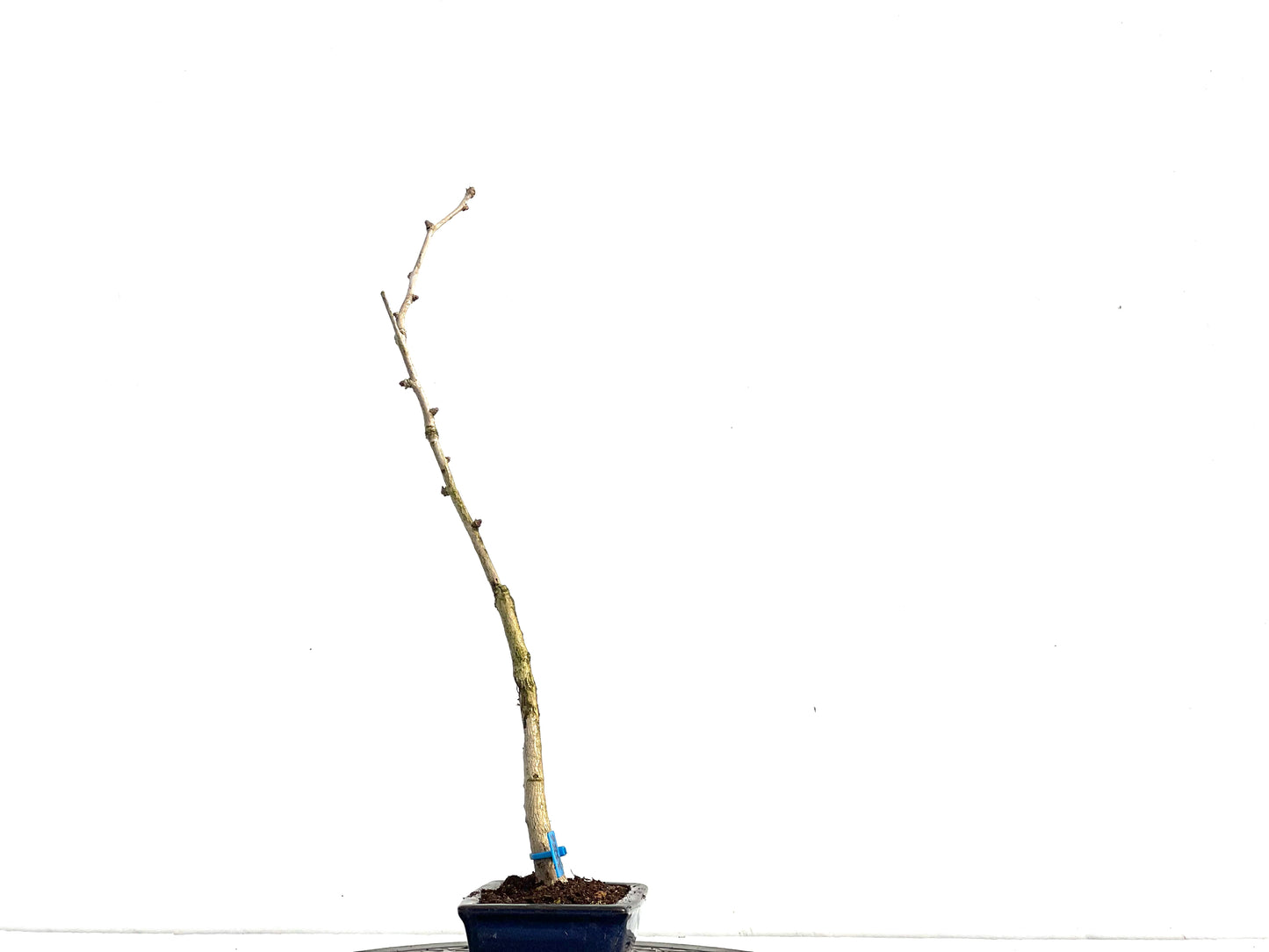 Ginkgo Biloba 3586