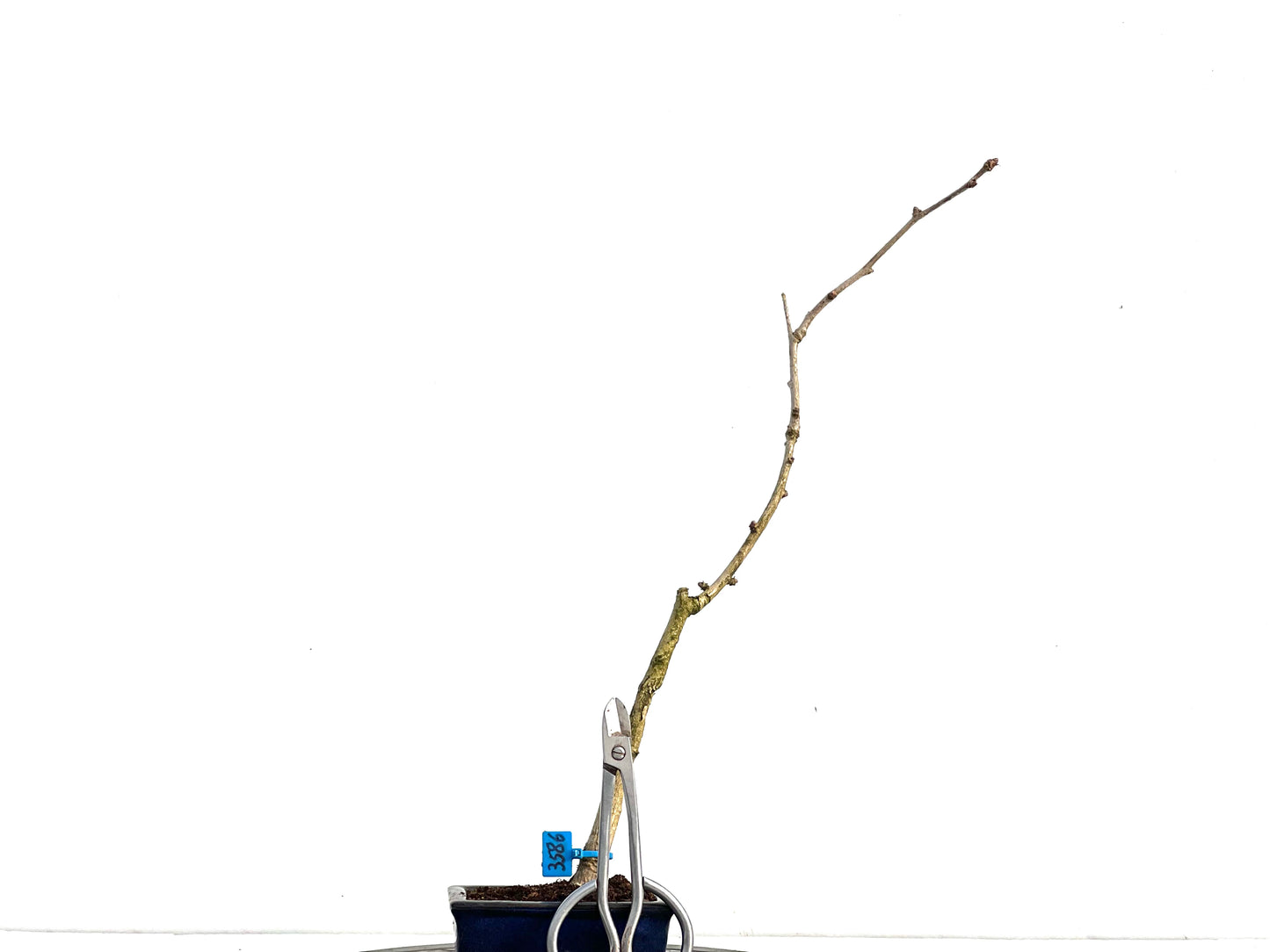 Ginkgo Biloba 3586