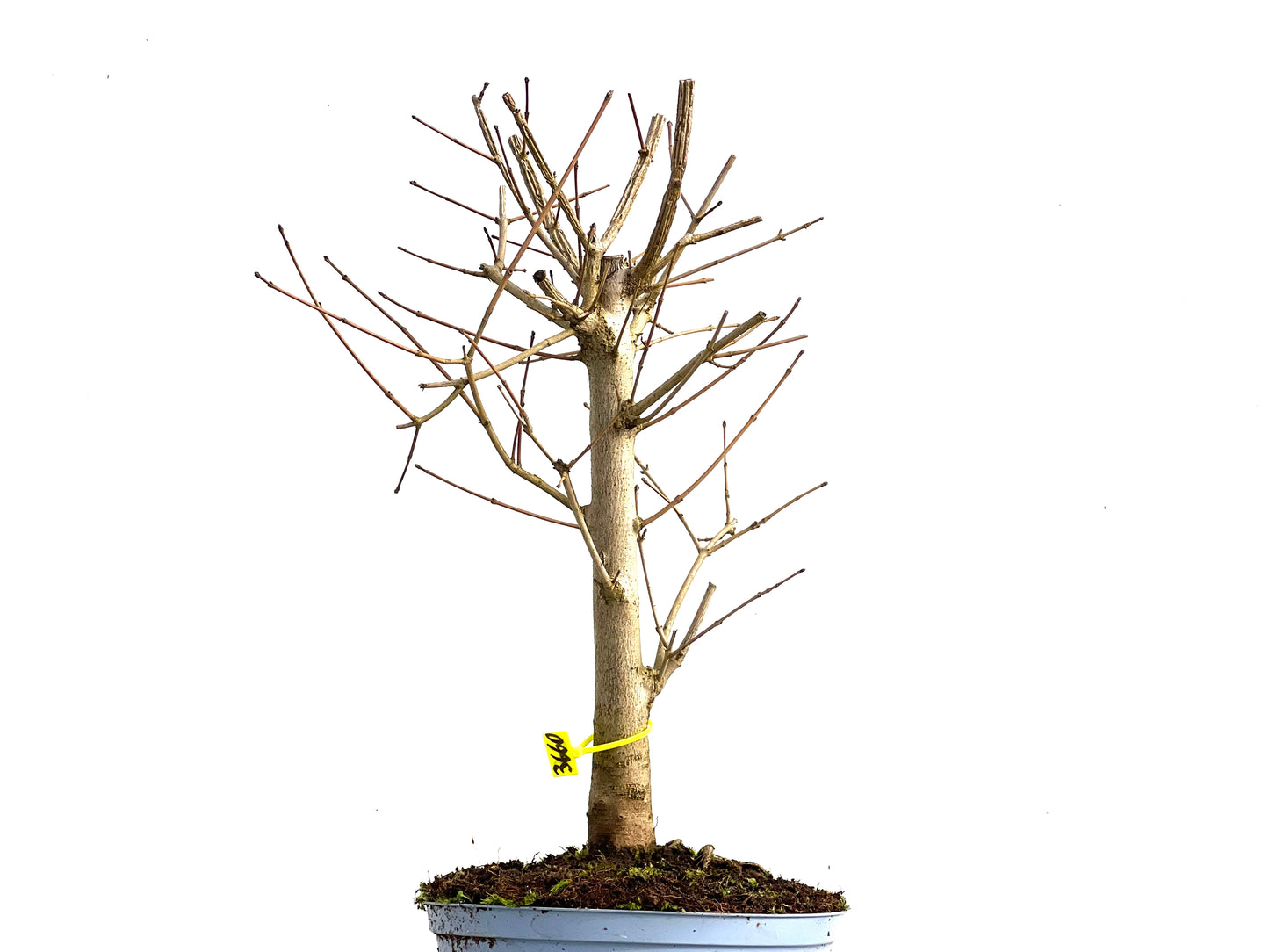 Acer Campestris 3660