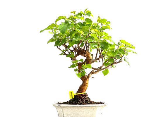 Morus Alba 2061
