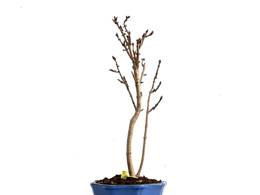 Syringa 3579