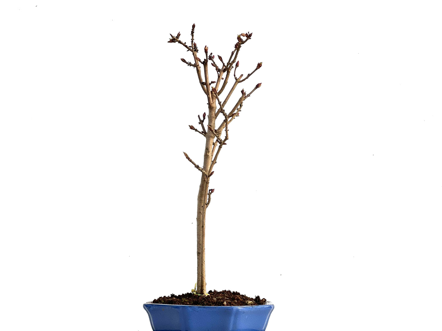 Syringa 3579