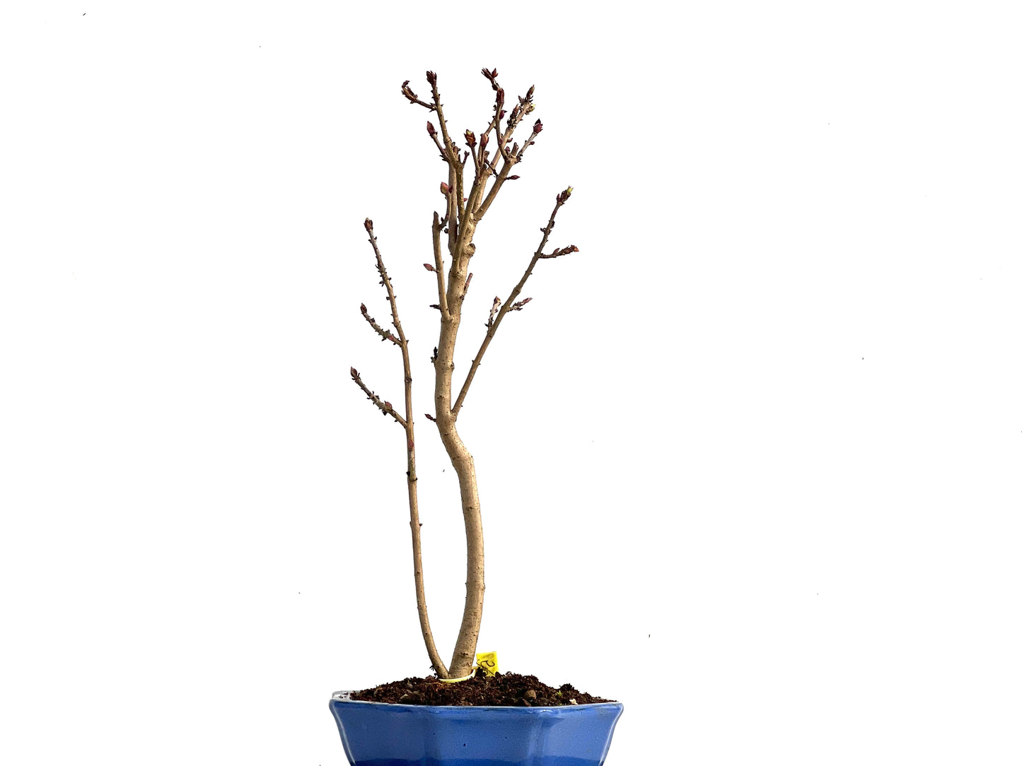 Syringa 3579