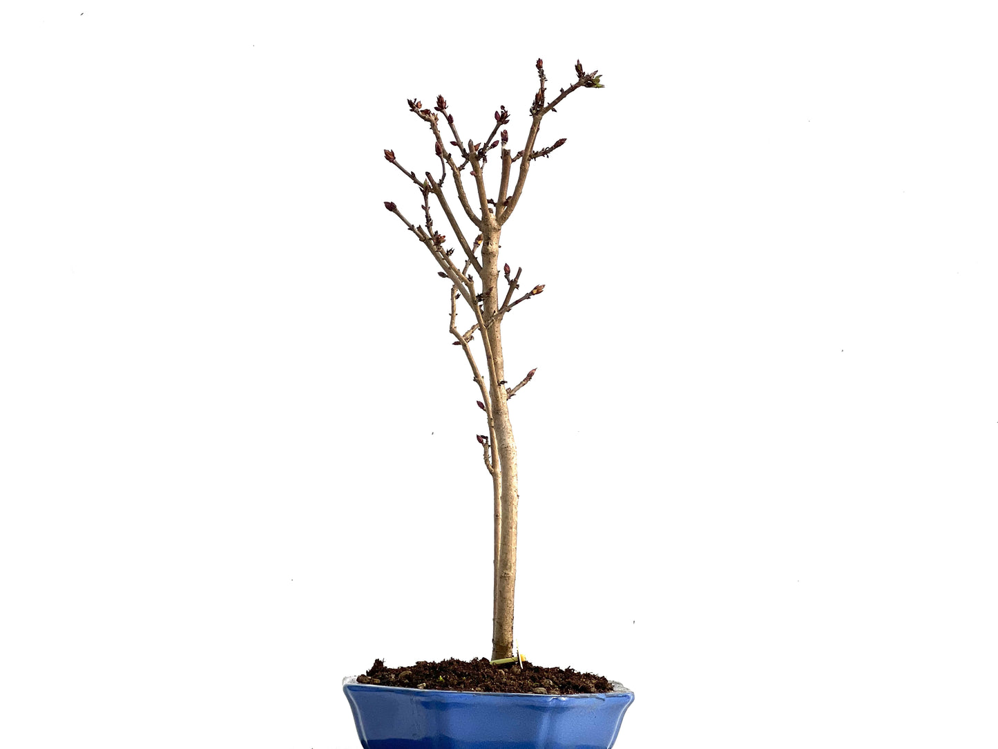 Syringa 3579