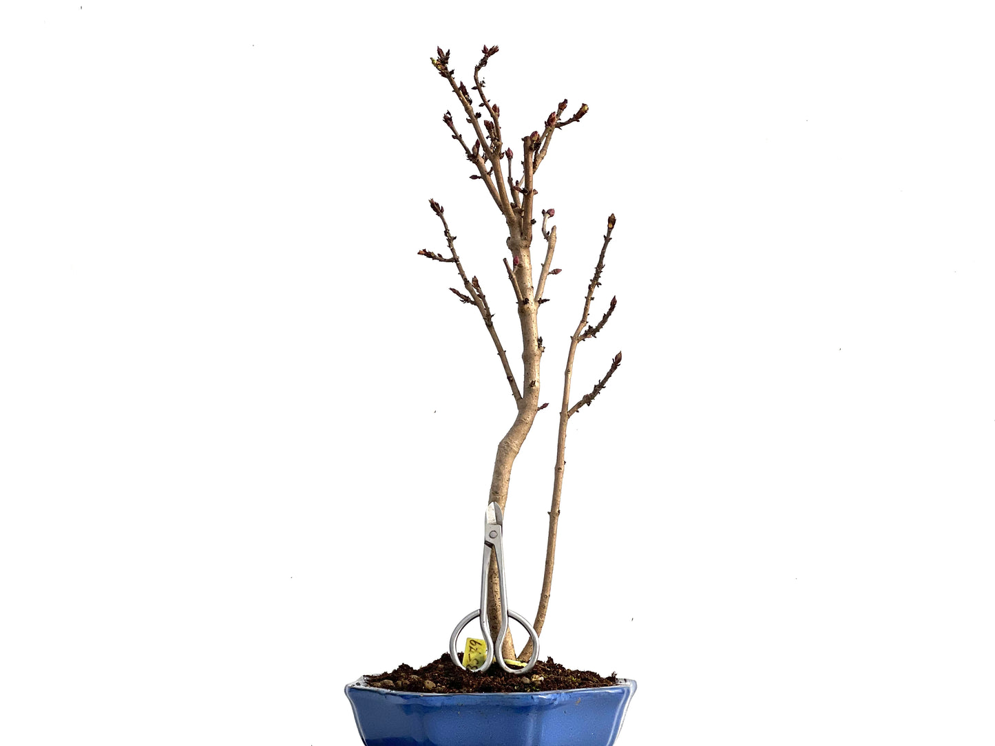 Syringa 3579