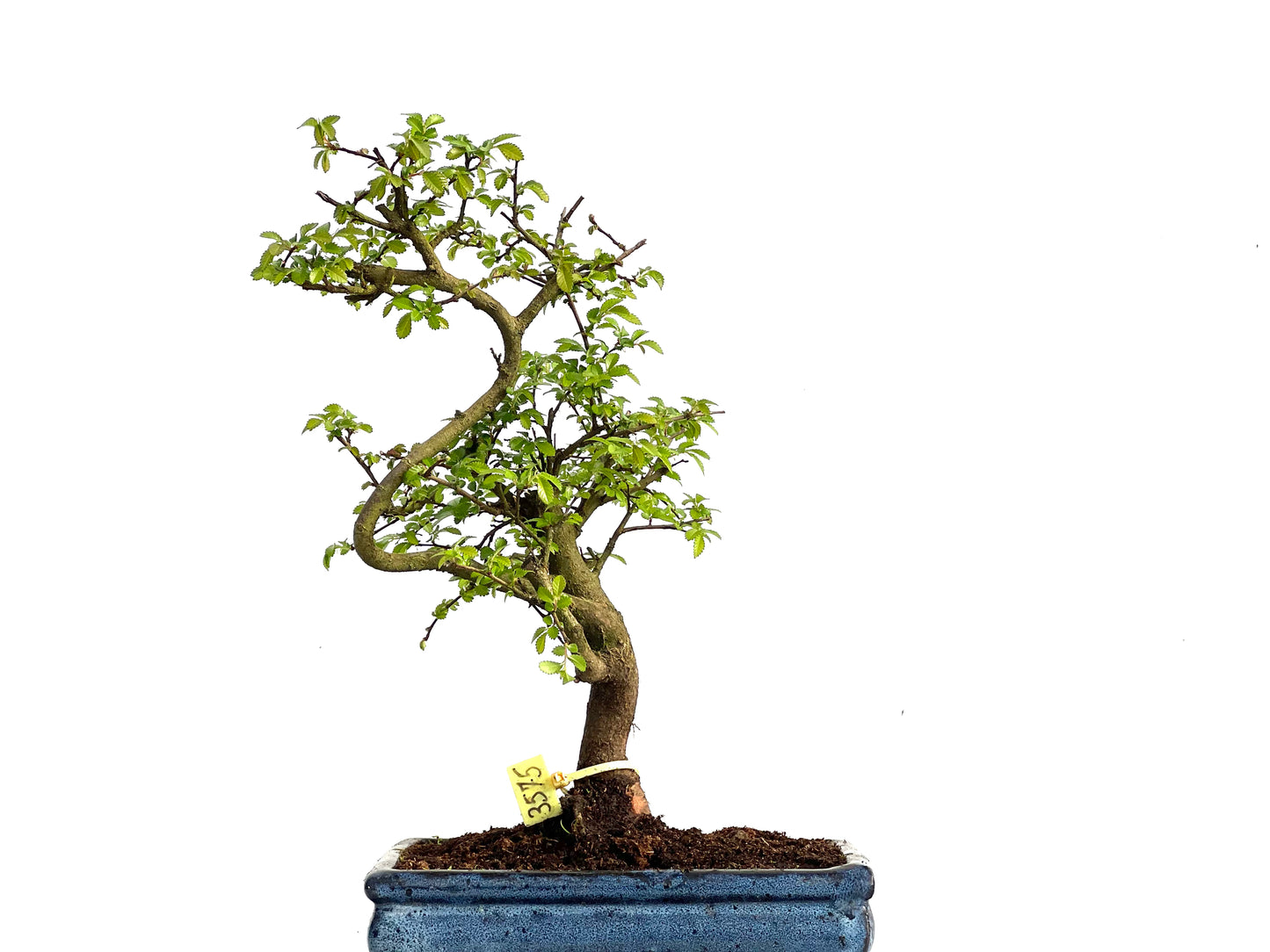 Ulmus Parvifolia 3575