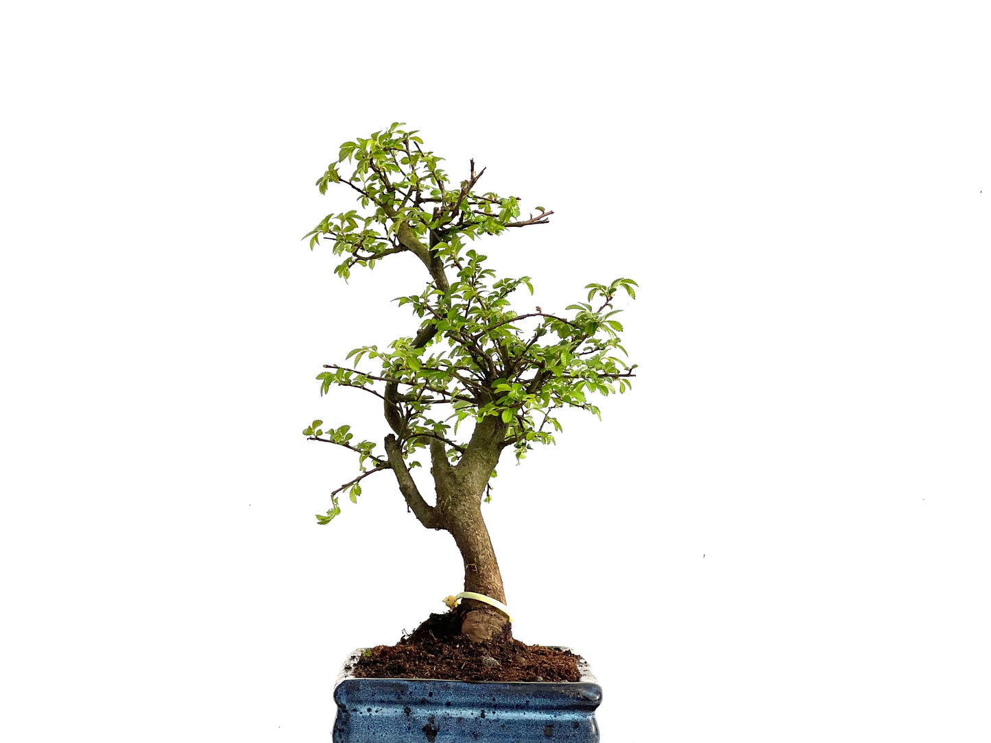 Ulmus Parvifolia 3575