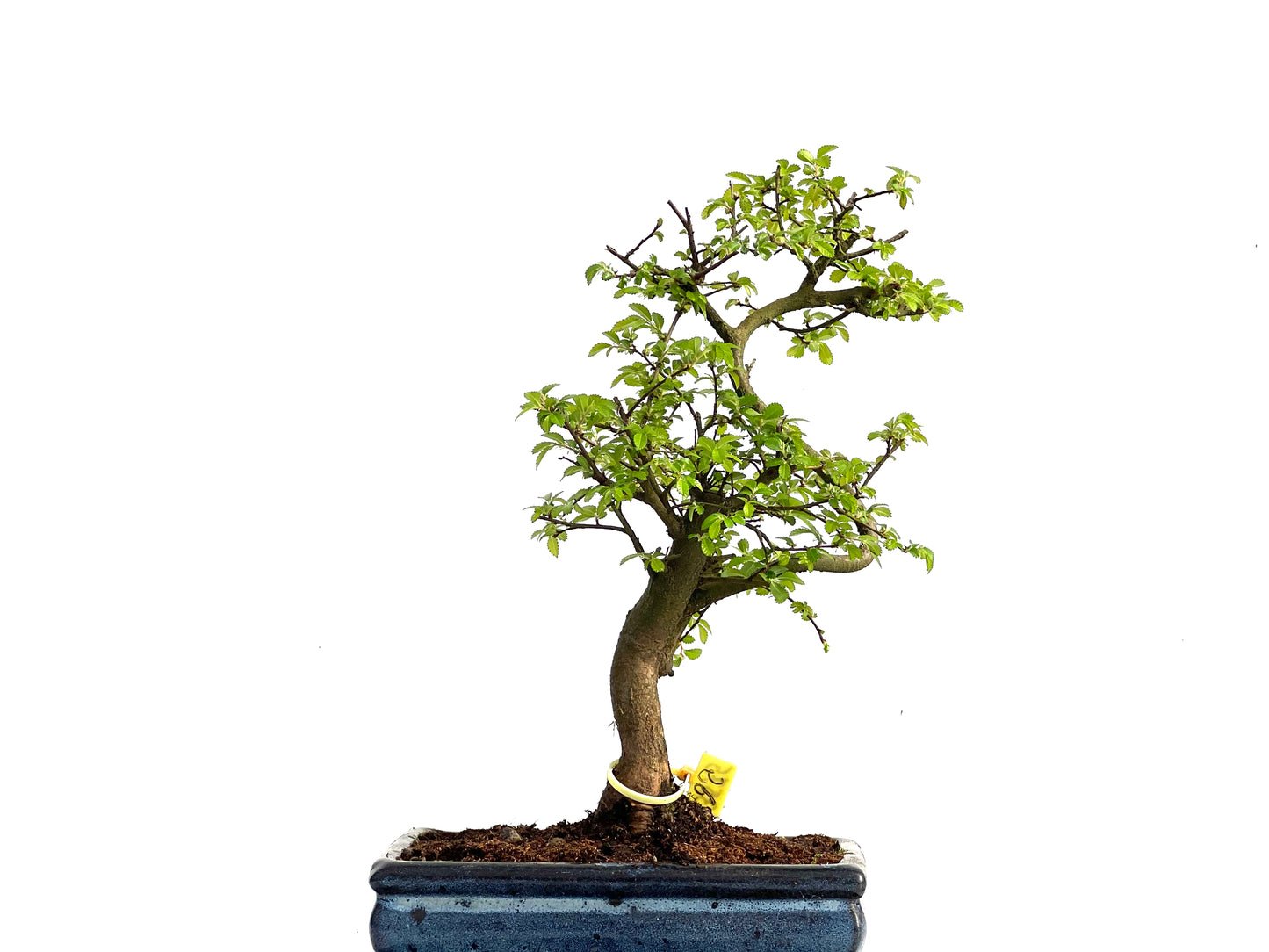 Ulmus Parvifolia 3575