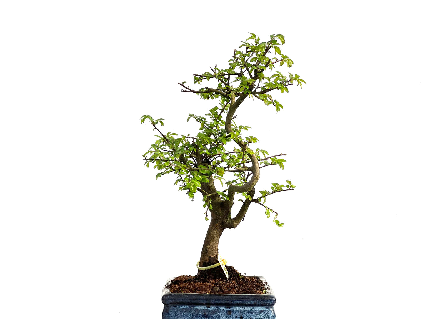 Ulmus Parvifolia 3575